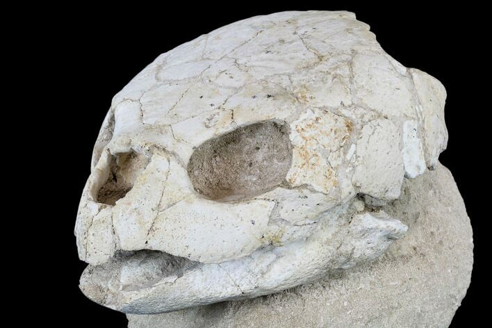 Fossil Turtle (Lytoloma) Skull - Khouribga, Morocco #113361